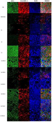 Corrigendum: Corynebacterium accolens inhibits Staphylococcus aureus induced mucosal barrier disruption